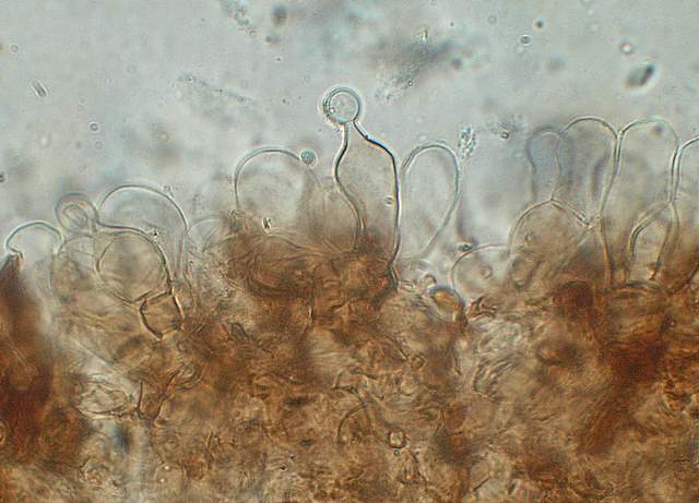 Conocybe horakii      Watling & G.M. Taylor